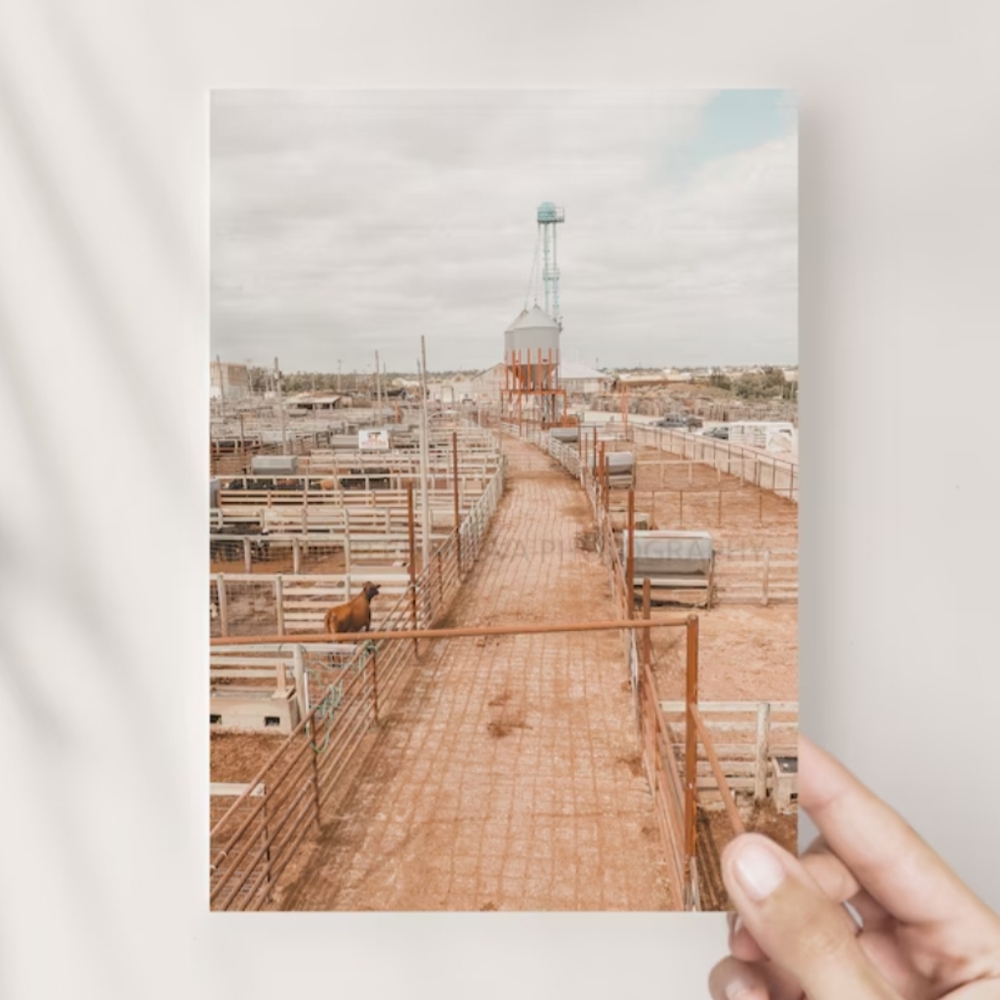🐎 Oklahoma Stockyards | Photography Postcard: 5x7 || gift, western, rodeo, cow